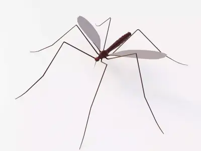 Mosquito 3d model Low-poly 3D model