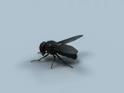 Cyclorrhapha fly rig 3D model