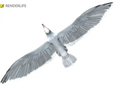Seagull flying in air 3D model