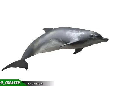 Low-Poly Bottlenose Dolphin Rigged Animated 3D model Low-poly 3D model
