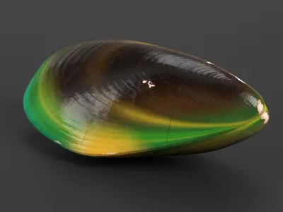 Closed Green Lipped Mussel Shell 3D model