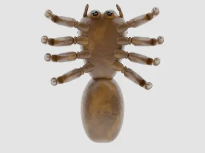 Salticidae spider 3D model