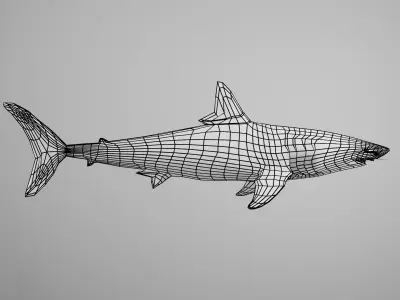 Mako Shark Low-poly 3D model
