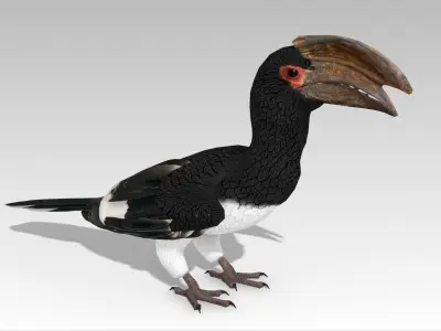 Trumpeter Hornbill Low-poly 3D model