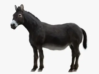 Donkey (Rigged) 3D model