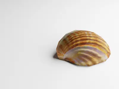 3D-Scanned Seashells - Set of 6 Seashells Low-poly 3D model