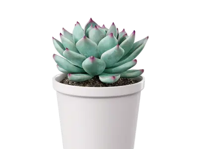  Echeveria Tippy Succulent Potted Plant Model 