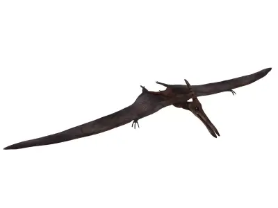 pterosaurs dinosaur flying Low-poly 3D model