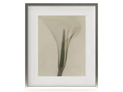 Dain Tasker Photography XRay Of Lily Free 3D model