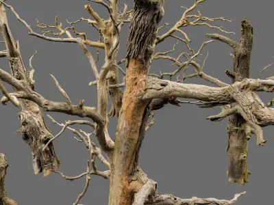 600-year-old dead oaks - ENTS Package 3D model