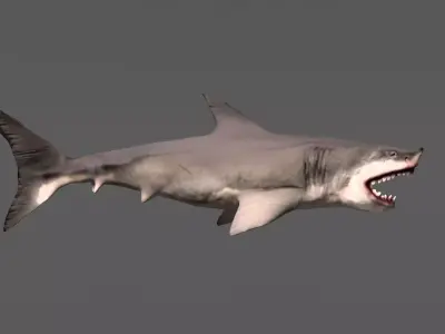 Shark 3D models Low-poly 3D model