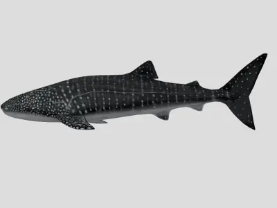 WhaleShark Realistic Animated Low-poly 3D model