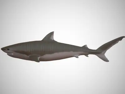 Tiger Shark Low-poly 3D model