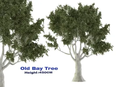 Old Bay Tree Free 3D model
