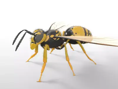 Wasp insect Low-poly 3D model