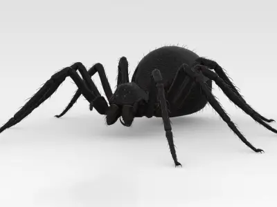 Giant Spider 3D model