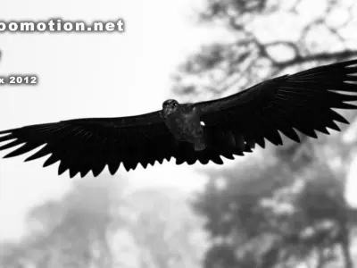 Crow - Animated Low-poly 3D model