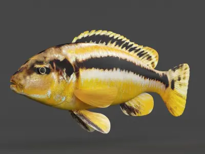 Auratus Fish 3D model