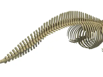 Aquatic Skeletons Models 3D model