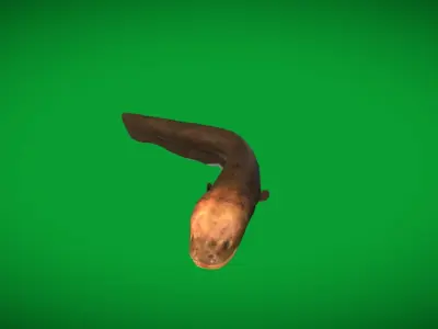 Electric Eel Fish Low-poly 3D model