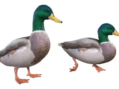 Mallard Duck Male  3D model