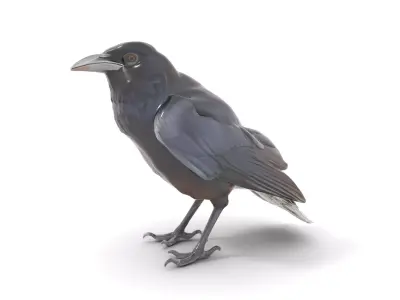 Sleek Raven Bird model pack Low-poly 3D model