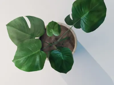 Monstera House Plant High Poly 3D model
