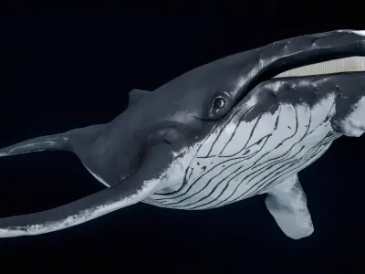 Humpback Whale PBR 3D model