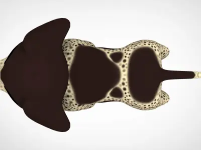 German Shorthaired Pointer Puppy Low-poly 3D model