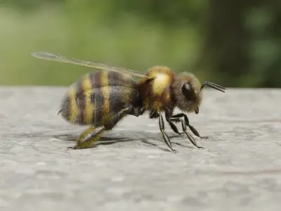 Honey bee Low-poly 3D model