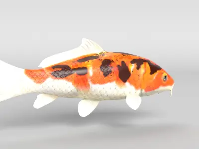 Koi Fish Low-poly 3D model