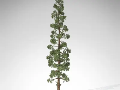 XfrogPlants Wollemi Pine 3D model