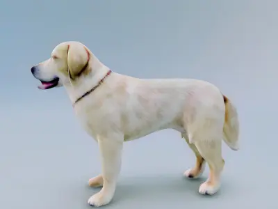 English Cream Labrador Retriever 3d hyper realistic 3D model