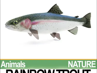 Rainbow Trout 3D model
