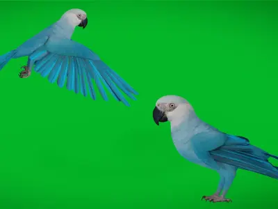 Spix Macaw Bird Low-poly 3D model