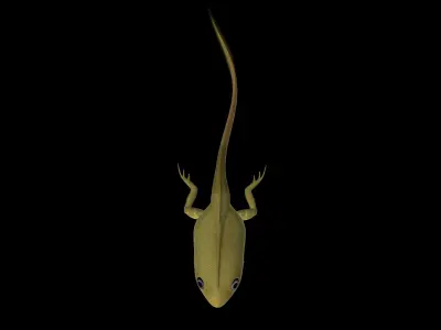 Frog Tadpole 3d model Low-poly 3D model