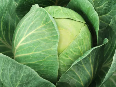 Leafy Cabbage Head Green 3D model