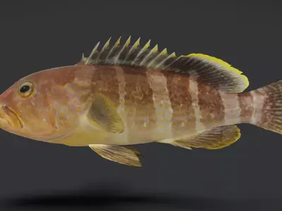Realistic Yellow Grouper Animated 3D model