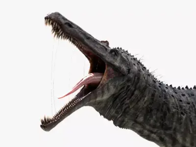 Suchomimus tenerensis Low-poly 3D model