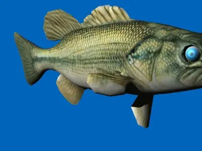 bass 3d fish 3D model