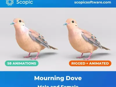 3D Bird Pack Mourning Dove Male and Female Low-poly 3D model Low-poly 3D model