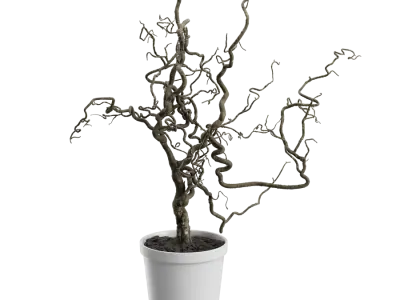  Corkscrew Hazel Branches Plant Model 