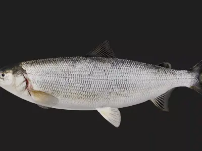 Salmon Low-poly 3D model