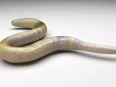 Green Worm 3D model
