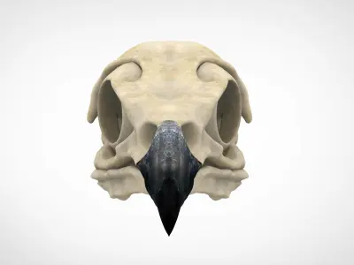 Eagle Skulls 3D model