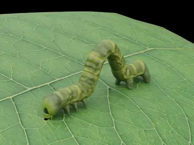 Caterpillar as low-poly model Low-poly 3D model
