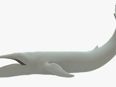 Blue Whale Rigged Basemesh Low-poly 3D model