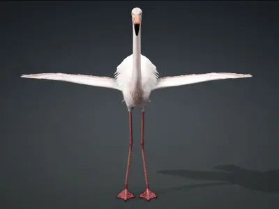 FLAMINGO RIGGED ANIMATED 5 Low-poly 3D model