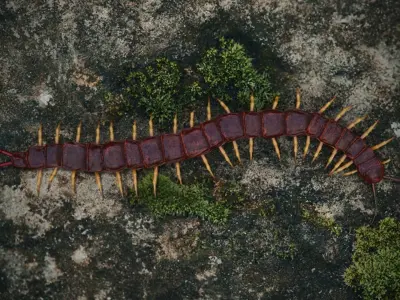 Centipede Low-poly 3D model