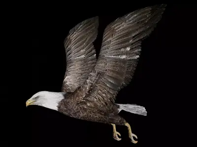 Bald Eagle Low-poly 3D model